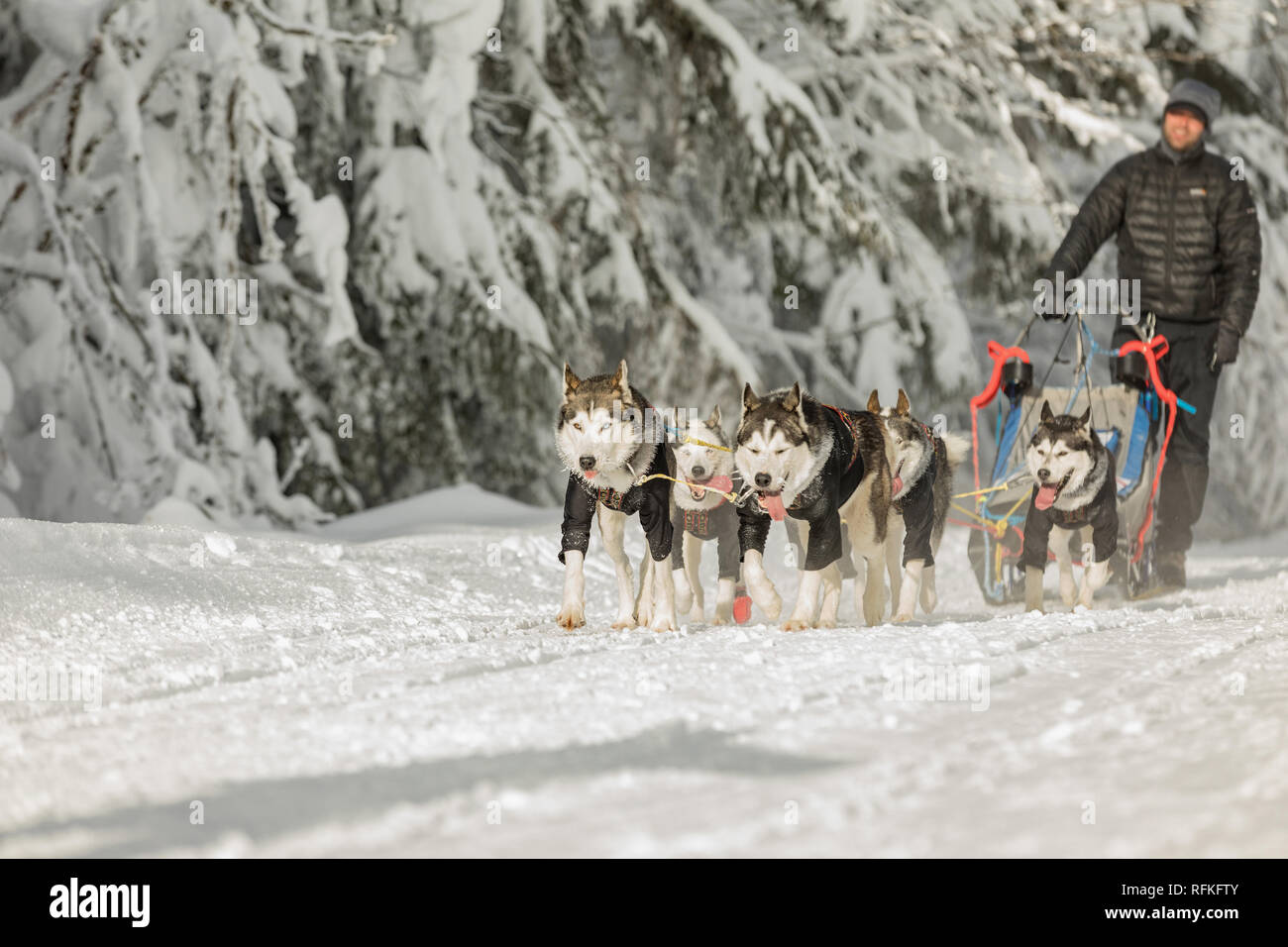 Une équipe de quatre chiens de traîneau Husky s'exécutant sur un chemin désert enneigé. Traîneau à chiens en hiver nature tchèque. Chiens Husky dans une équipe de winte Banque D'Images