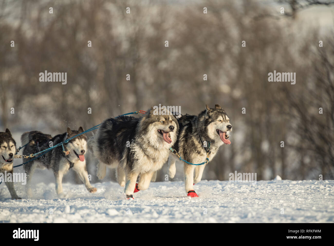 Une équipe de quatre chiens de traîneau Husky s'exécutant sur un chemin désert enneigé. Traîneau à chiens en hiver nature tchèque. Chiens Husky dans une équipe de winte Banque D'Images