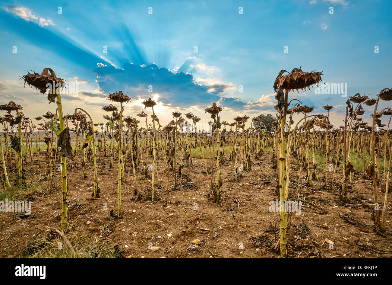 Paysage spectaculaire au coucher du soleil depuis le champ de tournesol, Tekirdag, Turquie Banque D'Images