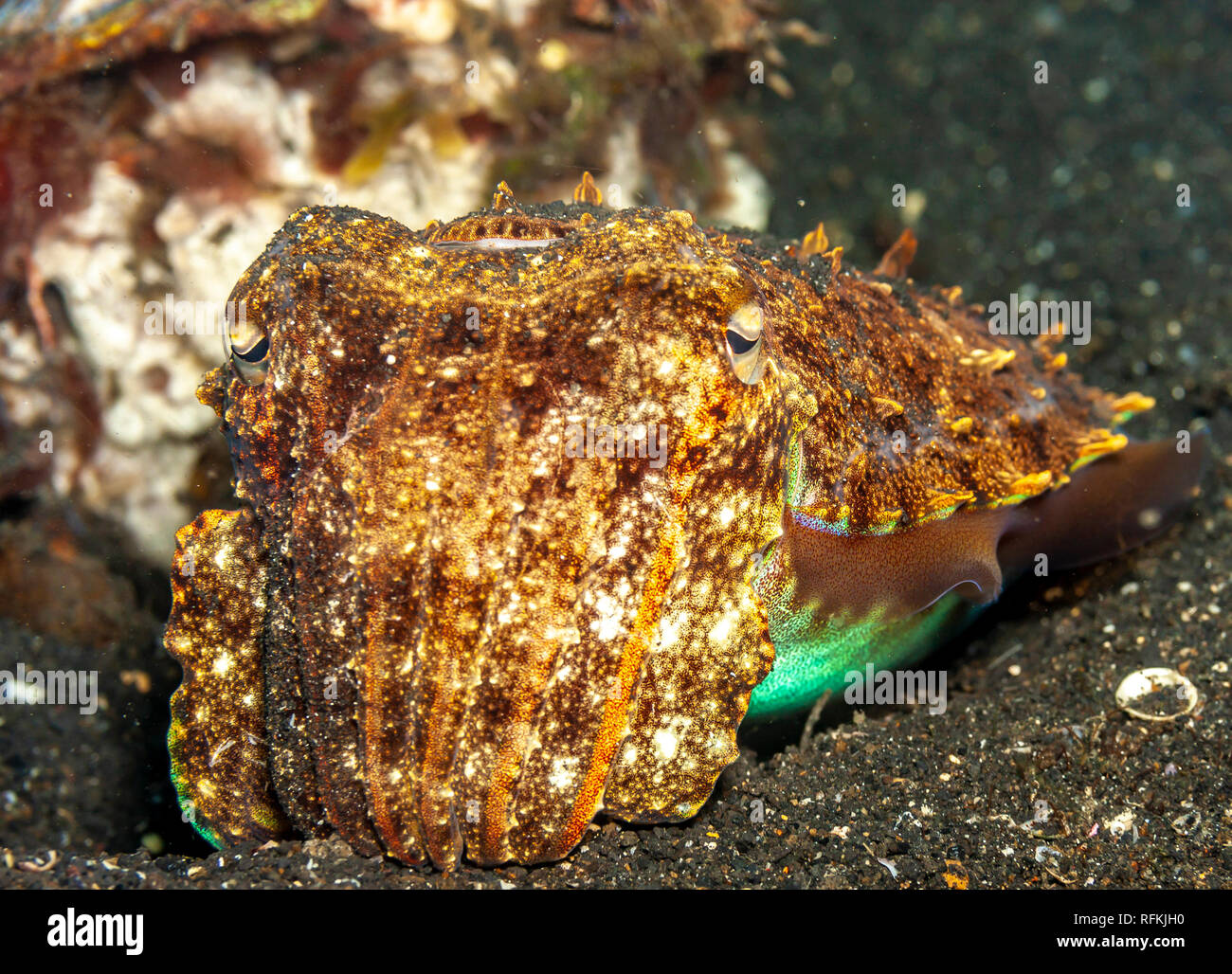 Seiche ou cuttles sont des mollusques marins de l'ordre Sepiida,classe des céphalopodes Banque D'Images