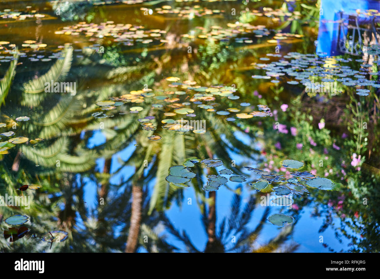 Feuilles sur l'étang, poissons rouges et réflexions des arbres dans le jardin Majorelle / jardin Majorelle, Marrakech, Maroc Banque D'Images