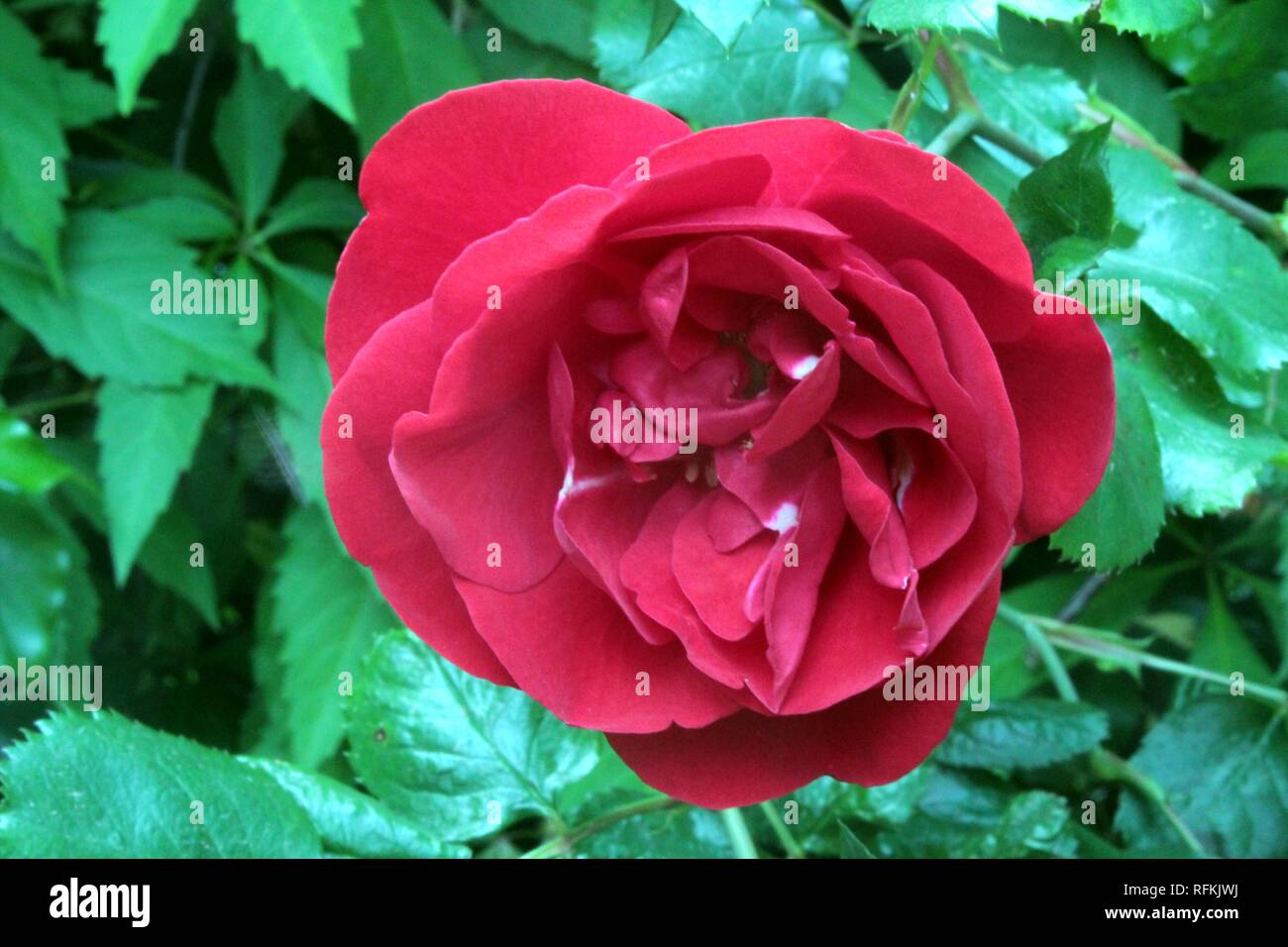 Une fleur rouge d'une rose de jardin Banque D'Images