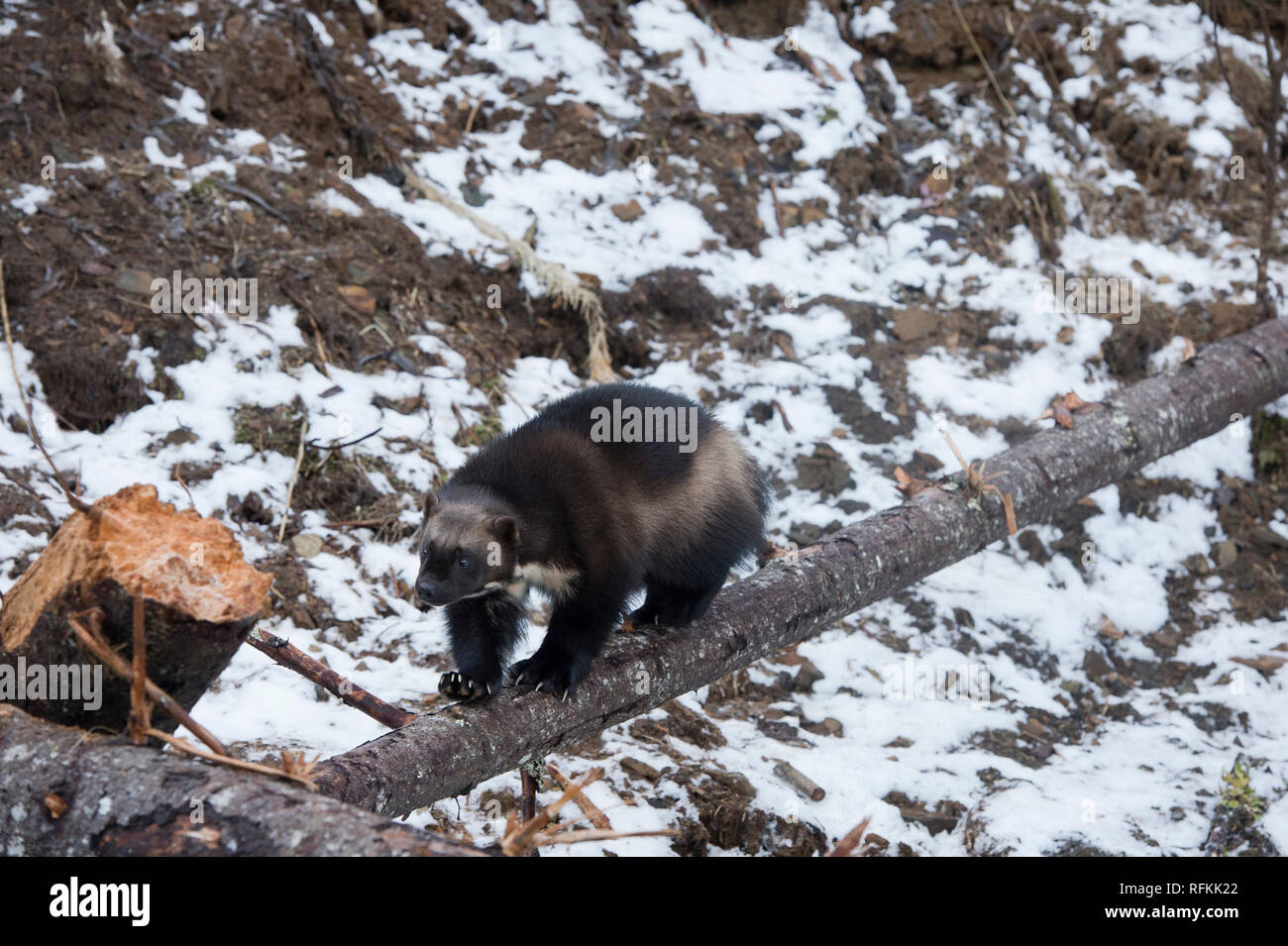 Wolverine en captivité marche sur un journal près de Haines en Alaska Banque D'Images