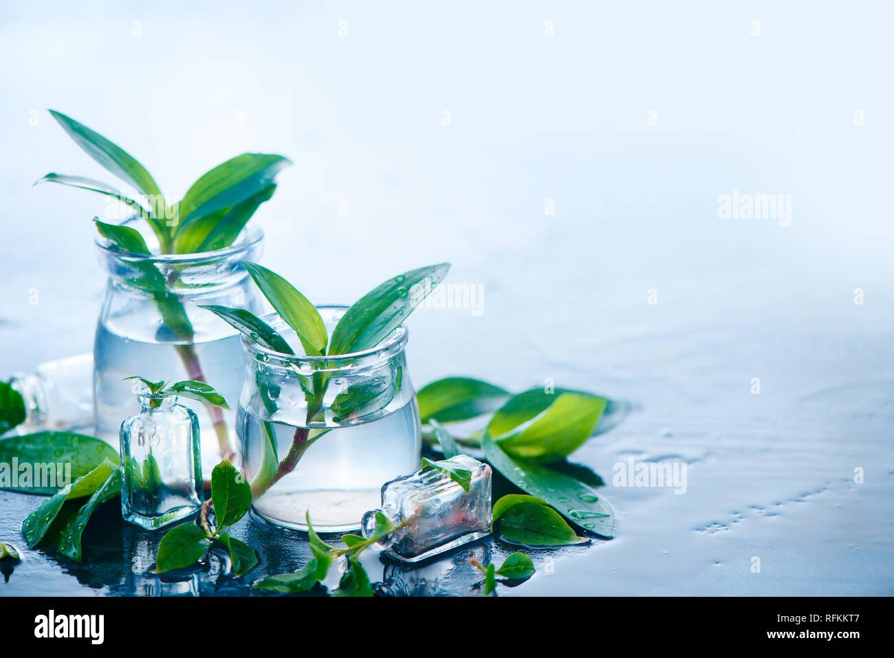 Les plantes vertes en pots de verre en-tête. La clarté et la fraîcheur avec des feuilles et de l'eau concept. Fond clair avec copie espace Banque D'Images