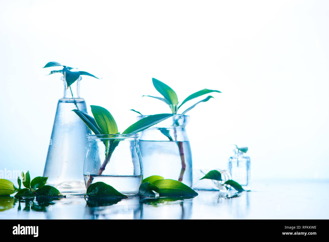 Les bocaux en verre et des vases avec des plantes de printemps vert. La clarté et la fraîcheur concept avec copie espace. Fond humide blanc Banque D'Images