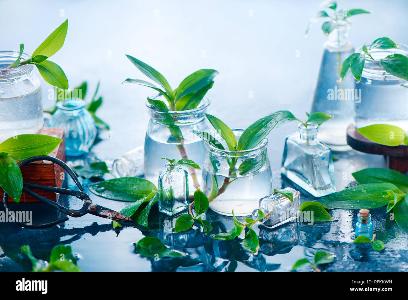 Les plantes vertes en pots de verre sur un fond humide avec des ciseaux de jardinage. Concept de printemps with copy space Banque D'Images