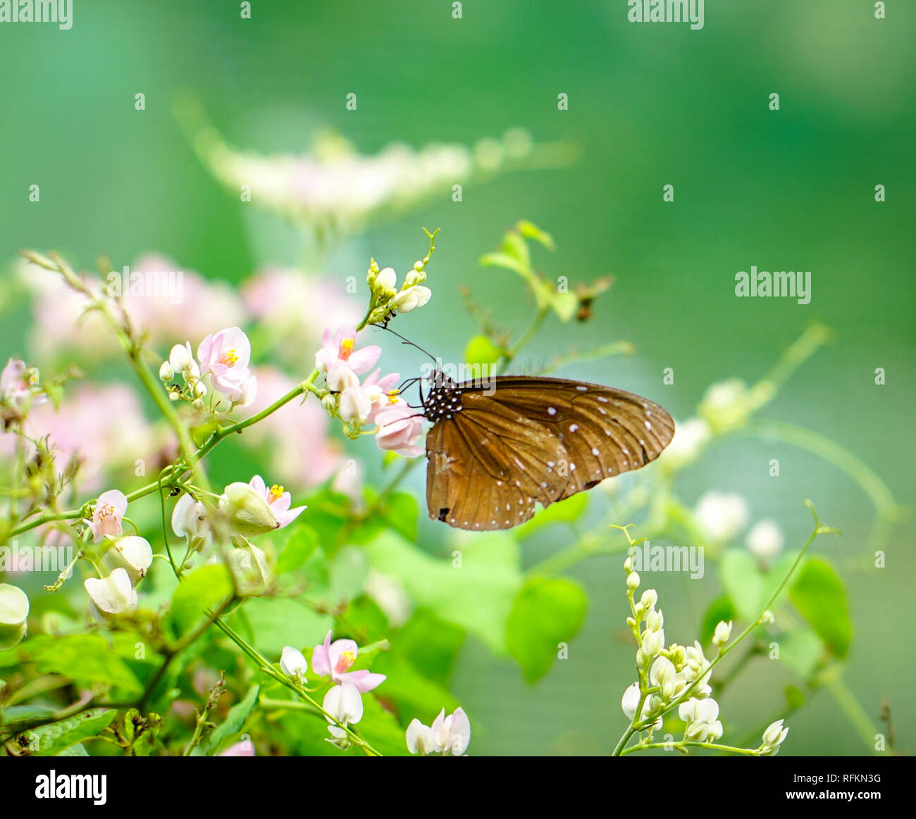 Belle couleur brun papillon dans un joli jardin Banque D'Images