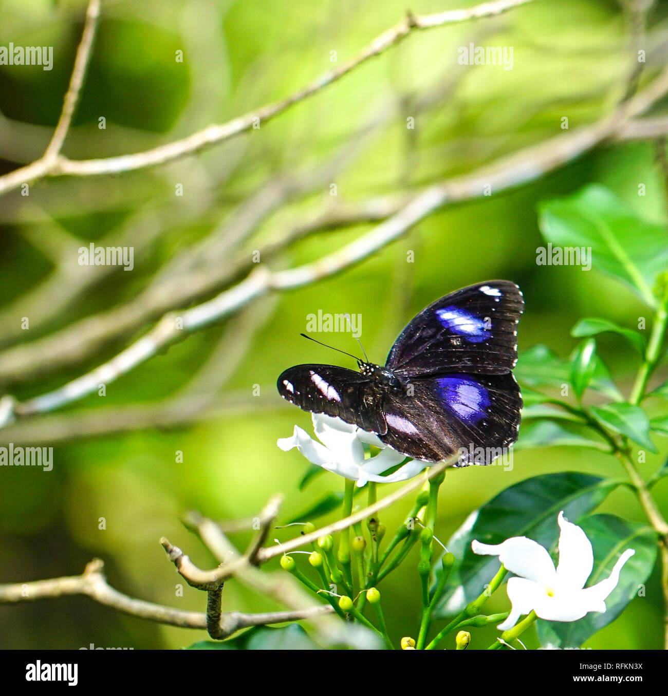 Grand Papillon voler des oeufs dans un joli jardin Banque D'Images