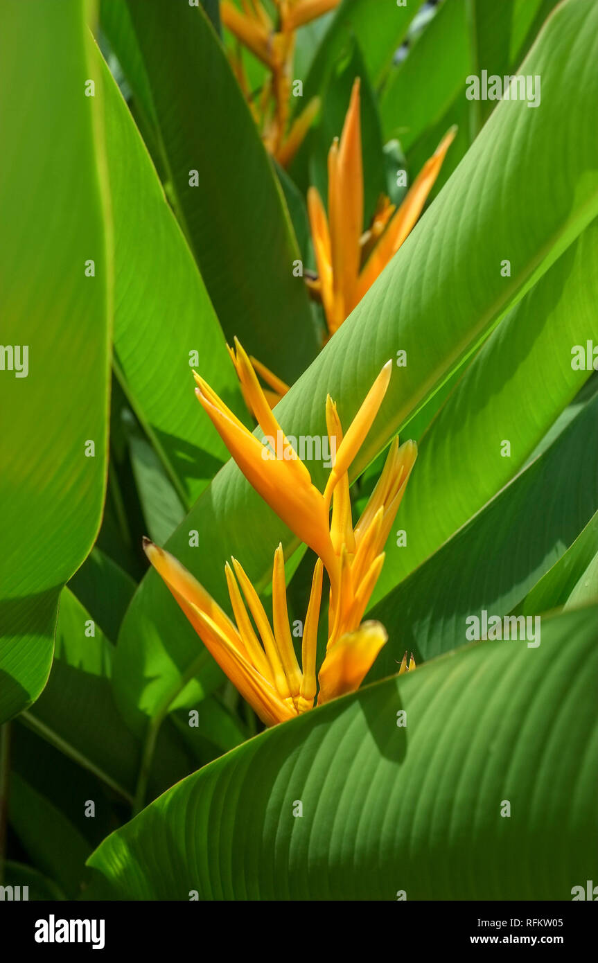 Heliconia psittacorum x spathocircinata golden torch Banque D'Images