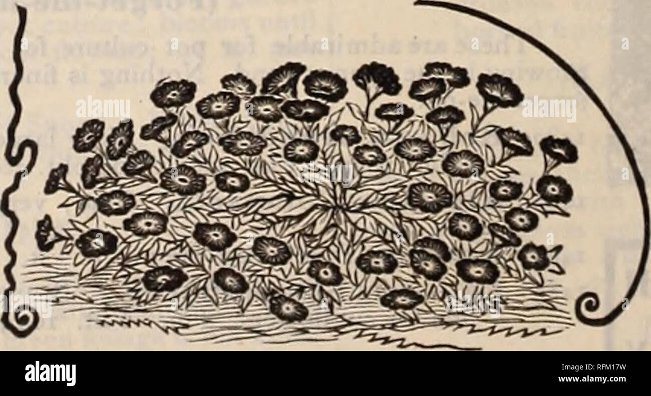 . Clé de profits dans le jardin. Pépinière en Pennsylvanie Philadelphie catalogues ; catalogues ; Graines de légumes graines de fleurs ; instruments agricoles Catalogues Catalogues. [590 1593 J594 rouge, blanc et rose ; excel- pour des pots. Pkt. CIO, du commerce rosea, mitigés. lently adapté pkt. 25C. Valdiviana. Vaste espace lumineux jaune ; odorante. Pkt. CIO, du commerce pkt. 25C. Mixte. Variétés très fine. Pkt. 5c, le commerce pkt. 30c. NEflORPHILA. (Grove Amour.) d'habitude nette et compacte, floraison tout l'été librement ; vivace. 1540 nec plus mitigés. Composé de seize amende, couleurs vives de blanc, bleu, marron, violet et repéré ; 1 ft. P Banque D'Images