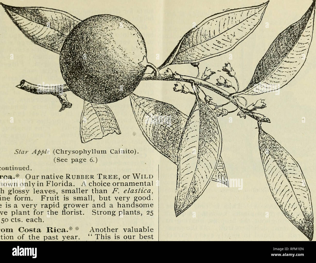 . Catalogue Annuel 1899 plantes indigènes et exotiques, d'arbres, d'arbustes. Pépinières (Horticulture) ; catalogues de Floride Floride pépinière ; Catalogues Catalogues de plantes tropicales, palmiers, arbres fruitiers ; Catalogues Catalogues plants ; agrumes ; Catalogues Catalogues de l'industrie des fruits ; plantes ornementales, catalogues. Fruits tropicaux PLANTES ET ARBRES. 7. Chrysophyllum Cainito Star (Apple). (Voir page 6. FICUS, a continué. F. aurea.* Notre arbre à caoutchouc, indigènes ou Wild Fig. Connu seulement en Floride. Choix d'un arbre ornemental, avec feuilles lustrées, plus petit que F. elastica, mais de forme. Les fruits sont petits, mais très bon. L'arbre est un Banque D'Images