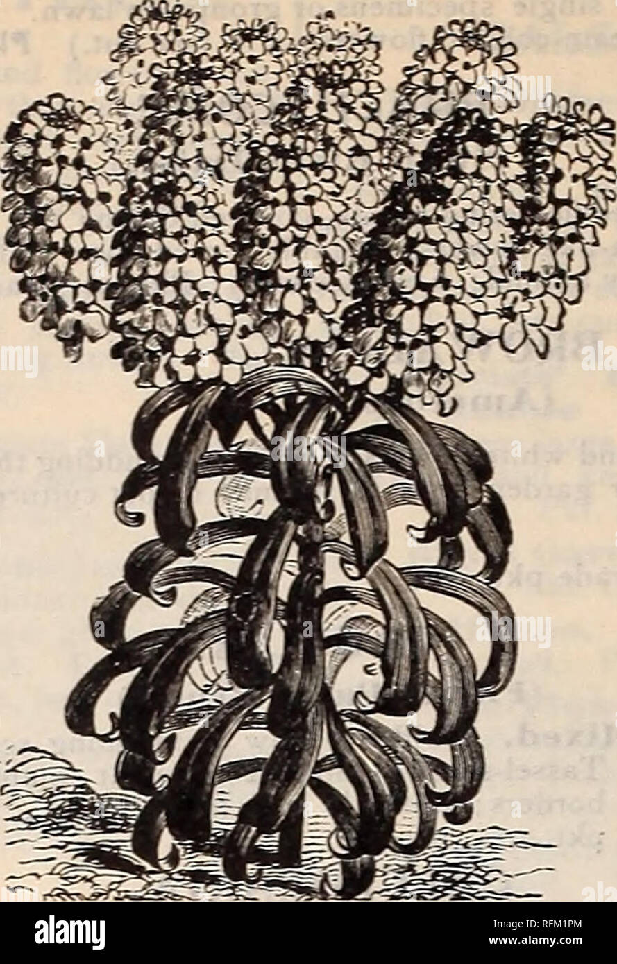 . Clé de profits dans le jardin. Pépinière en Pennsylvanie Philadelphie catalogues ; catalogues ; Graines de légumes graines de fleurs ; instruments agricoles Catalogues Catalogues. CAMPANULA ; Canterbury Bells.) "et bien connu, belle, Hardy, plante herbacée vivace, portant une grande profusion de fleurs-bell attrayants : meilleure dynamique:n la lumière, un sol riche ; certaines des variétés fleur la première saison si planté tôt. Speculum, Fl. PI. Un double bleu variété de Venus' autre côté ; amende pour couper et bouquets ; 6. Pkt. 5c, le commerce pkt. 15c. Calycanthemea, mixte. (Tasse et soucoupe Campan- ula.) La plus belle Banque D'Images