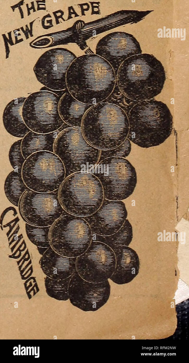 . Guide floral et ferme. Horticulture pépinières (Minnesota) ; Catalogues Catalogues Fruits graines de fleurs ; plantes ornementales ; catalogues, catalogues Catalogues ; instruments agricoles. Raisin, WISCONSIN ROUGE. Les deux tas et un incroyable variété rustique, qui à notre avis est de loin le meilleur des grands raisins rouges, et d'être très productifs, est particulièrement souhaitable que les sections les plus froids du pays, berry sont grandes, bien formé et de la plus haute qualité. Nous vous recommandons à nos clients, pour nous knowitisoneof les meilleurs raisins qui peuvent être cultivés. Chaque prix 35c, 85c, 3 pour les services postpayés. TflE.&Lt ;& ; et Banque D'Images