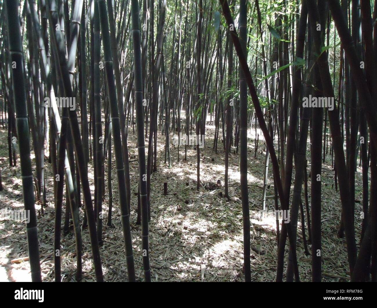 Forêt de bambou à la Rutgers University botanical gardens. Banque D'Images