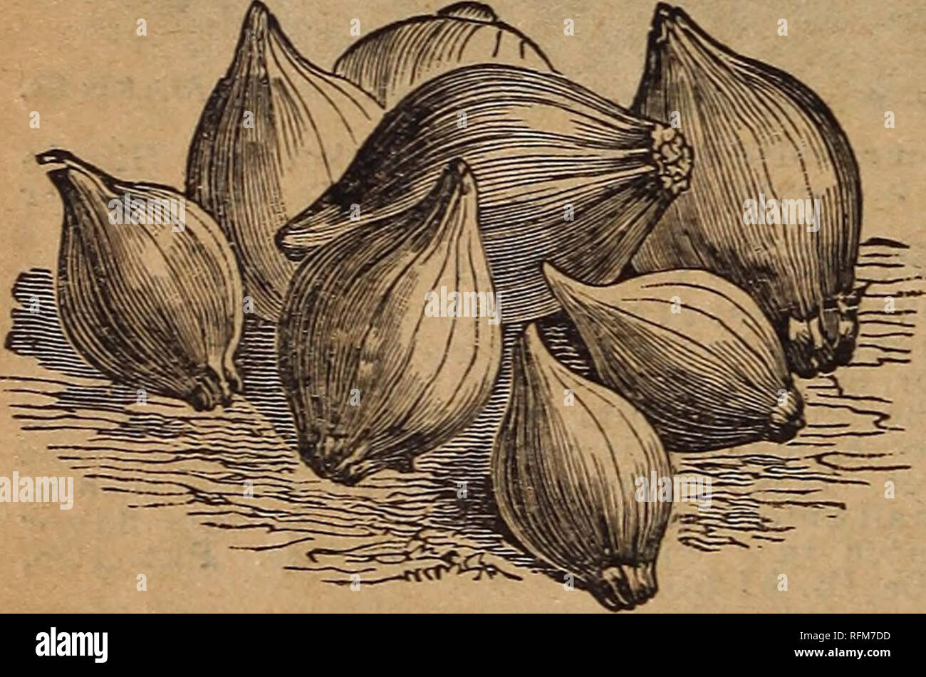. Guide floral et ferme. Horticulture pépinières (Minnesota) ; Catalogues Catalogues Fruits graines de fleurs ; plantes ornementales ; catalogues, catalogues ; instruments agricoles Catalogues. teDlhte^^NDERJ^/ lDi : 1Â"PF0R de l'expédition. JJJ LE PLUS TÔT et le mieux l'oignon rouge pour l'Amérique. L'un des plus beaux, plus beaux, plus tôt et aromatisés .plus rentables que la variété rouge peut être cultivé. Il ne peut pas être trop fortement recommandé pour le milieu et états du Nord. Depuis quelques années nous avons fait l'expérience de toutes les différentes variétés d'oignons rouges pour le début de l'utilisation et offrent maintenant un ensemble soigneusement choisi et l'amélioration de souche qui te réel par Banque D'Images