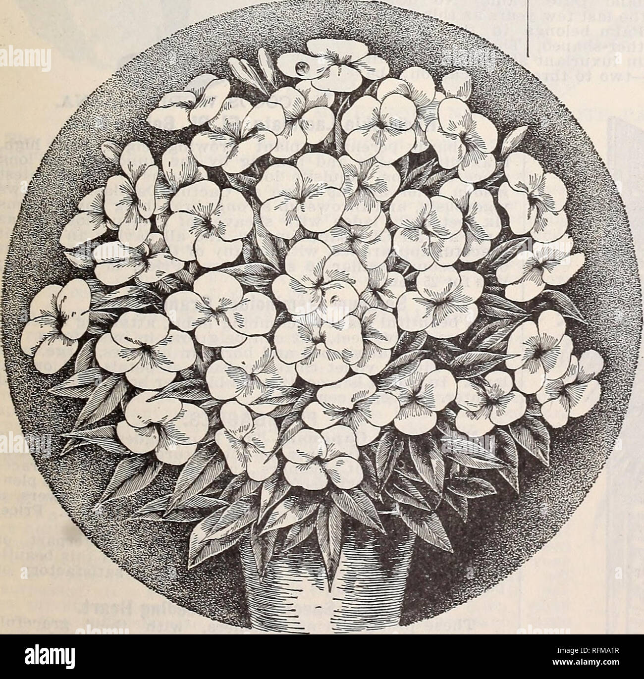 . Gems Floral. Pépinières (Horticulture) Ohio Springfield catalogues ; plantes, fleurs ornementales ; Catalogues Catalogues ; bulbes (plantes) Catalogues. LINUM TRIGYNUM. STROBILANTHES DYERIANUS. L'AMENDE NOUVELLE PLANTE, STROBILANTHES DYERIANUS. Cette usine deviendra sans doute universellement popula- lar en raison de son brillant et coloration exquise, son extraordinaire croissance facile et l'utilité qu'une plante décorative. Il surpasse le plus beau Coléus, bégonias ou Ber- tolonias, dans l'exquise coloration des feuilles, en plus de qui le long de belles grappes de fleurs violettes avec laquelle l'usine est couvert, je Banque D'Images