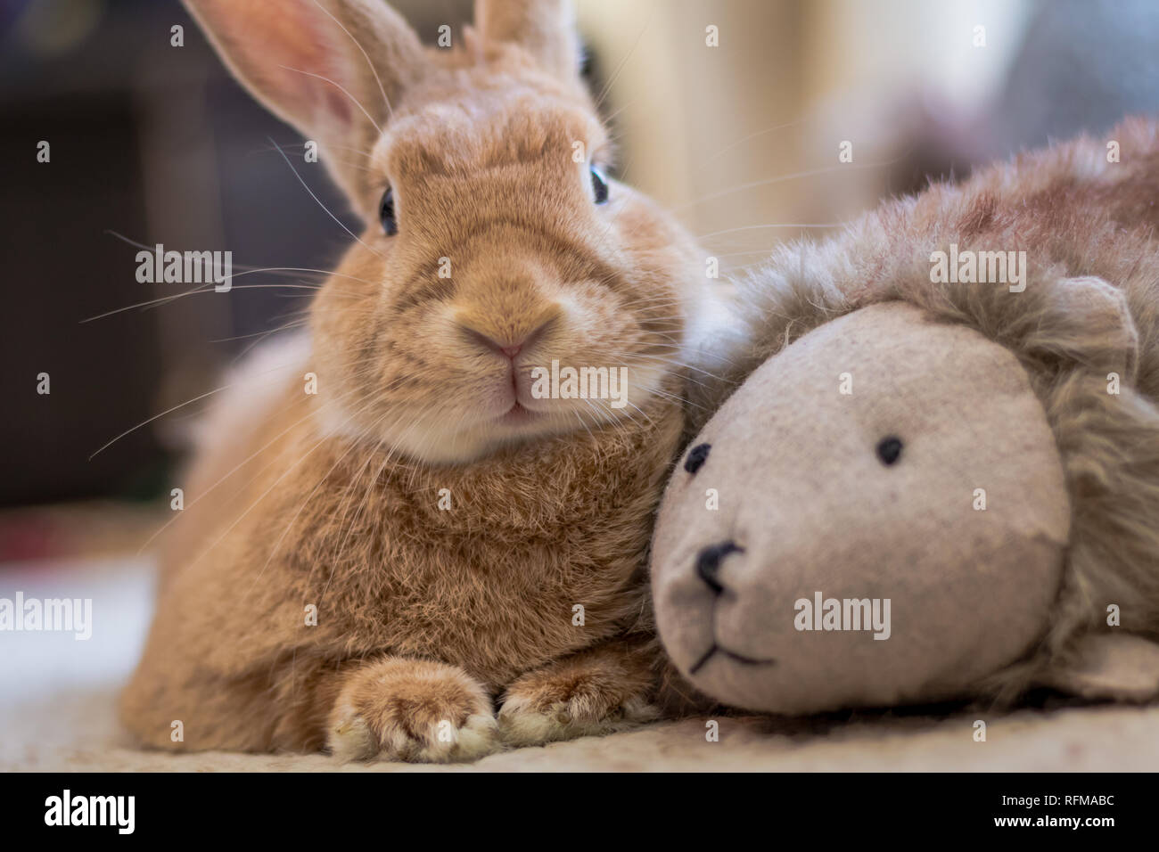Lapin en peluche avec Rufus se détend et les secousses nez dans des tons  naturels Photo Stock - Alamy