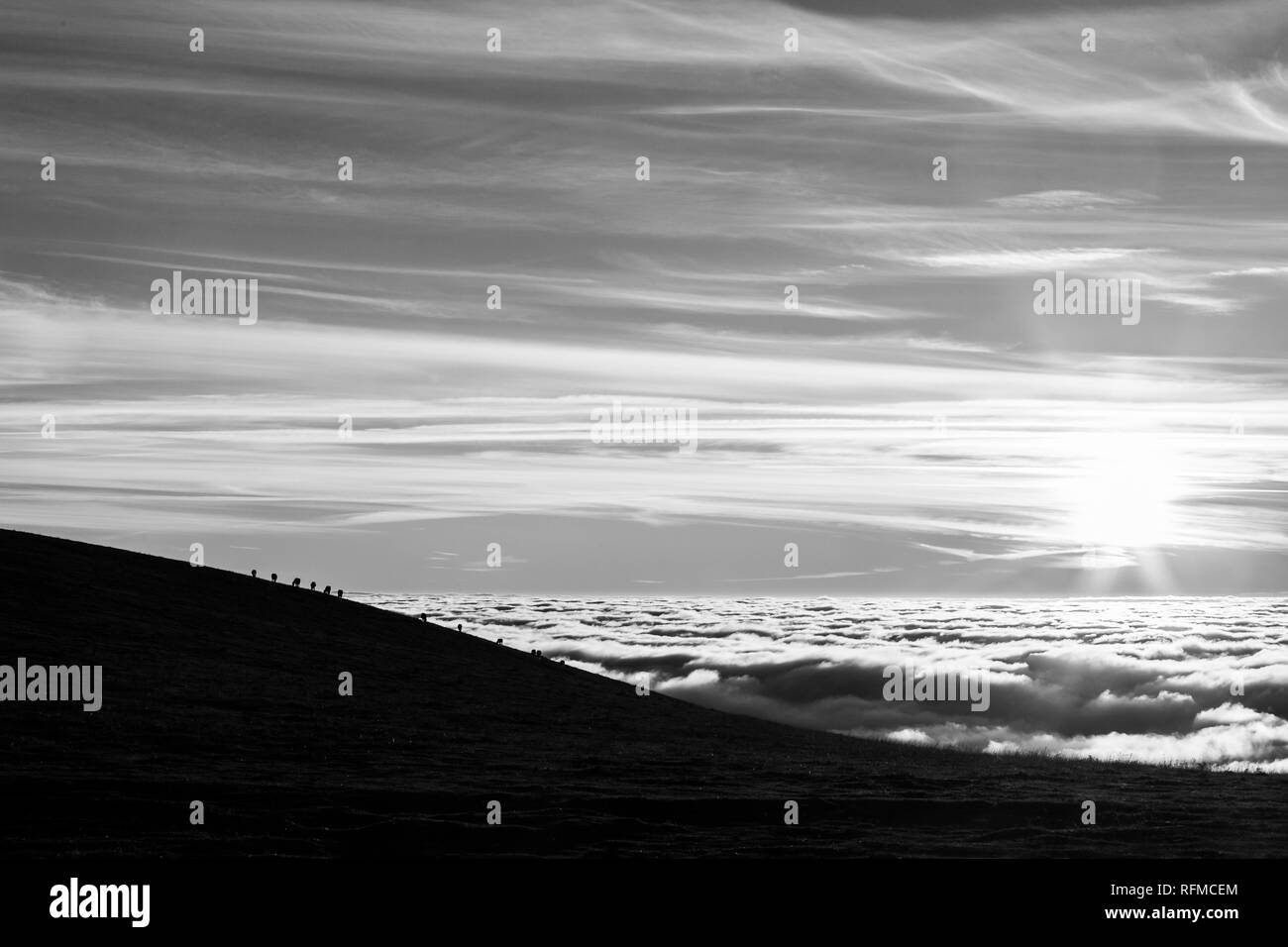 Silhouettes des chevaux sur une montagne sur une mer de brume Banque D'Images