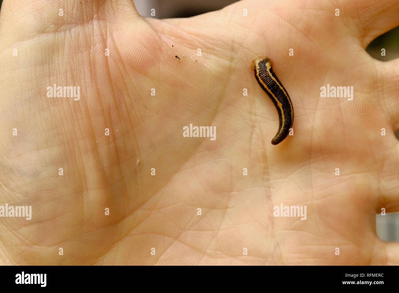 TIGER LEECH RICHARDSONIANUS AUSTRALIS sur une main d'homme, Granit bend voie de broken river, Eungella National Park, Queensland, Australie Banque D'Images