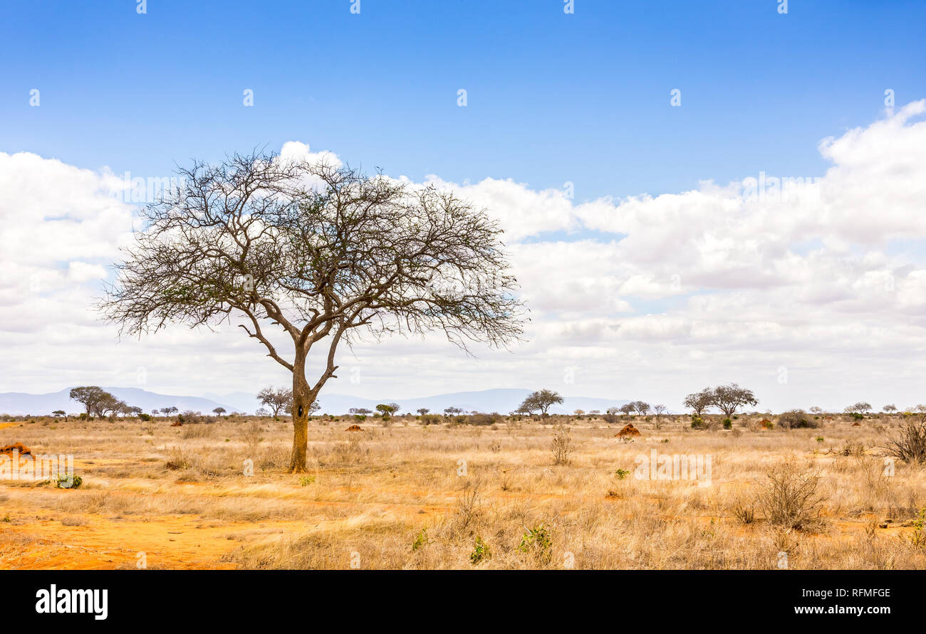 Paysage unique des plaines de savane à acacia tree au Kenya Banque D'Images