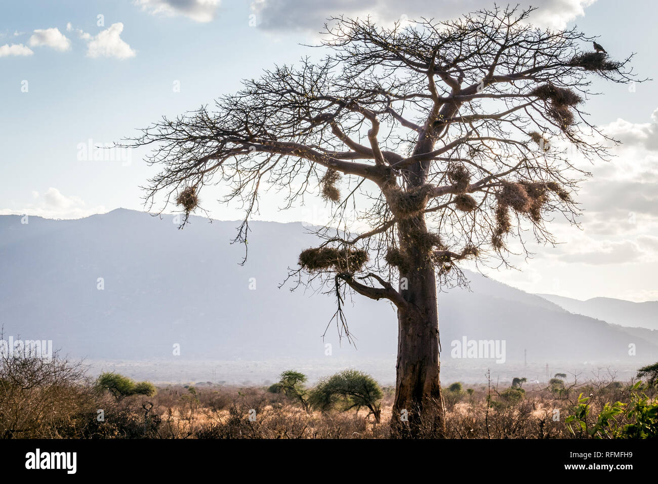 Beau paysage des plaines de savane avec arbre sec dans le premier plan, Kenya Banque D'Images