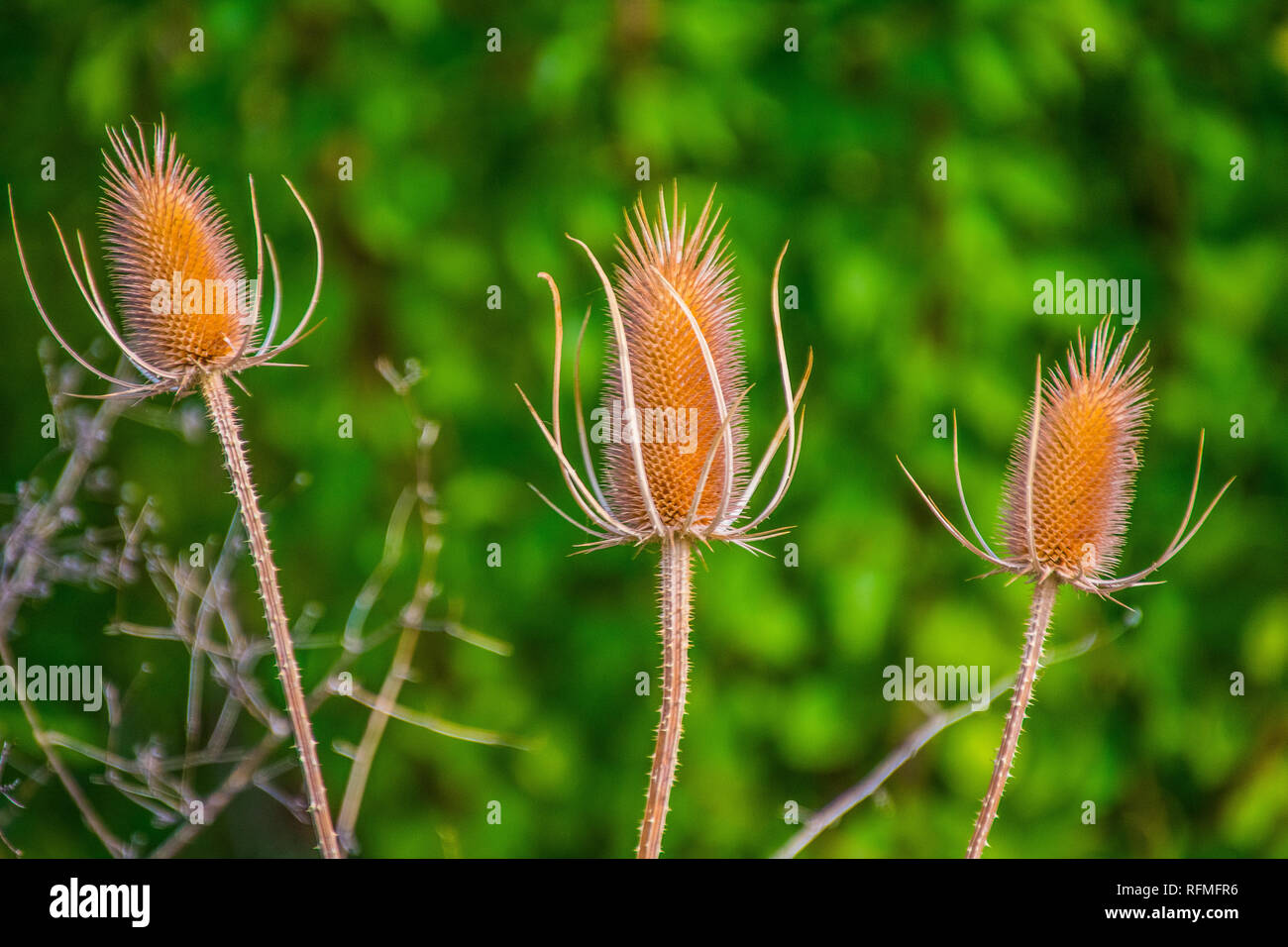 Plantes de bassin de quenouilles, situé au lac Taylor faune près de The Dalles, Oregon. Banque D'Images