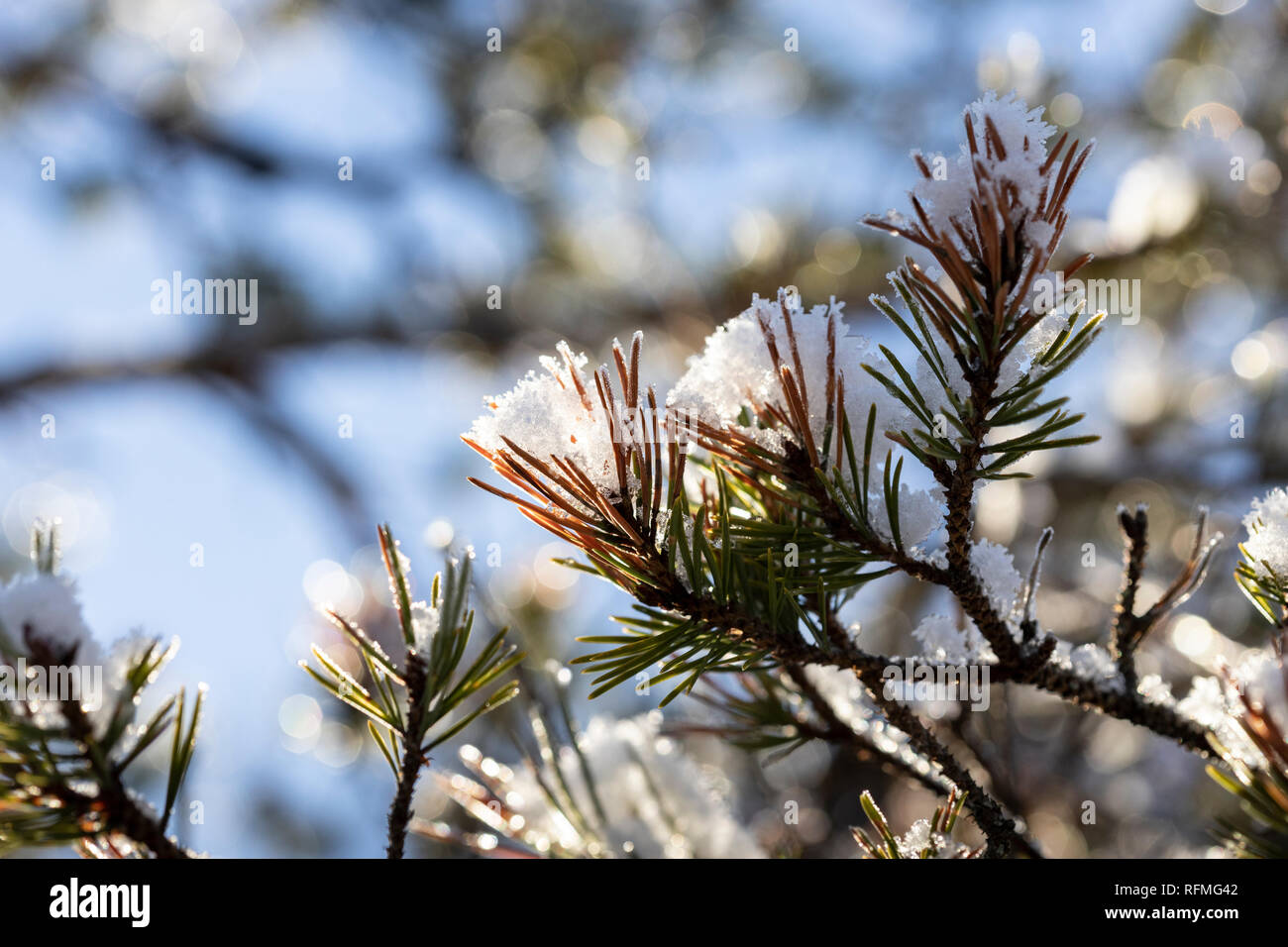 Vêtu de neige le pin sylvestre à Abernethy forêt dans les montagnes de l'Ecosse. Banque D'Images