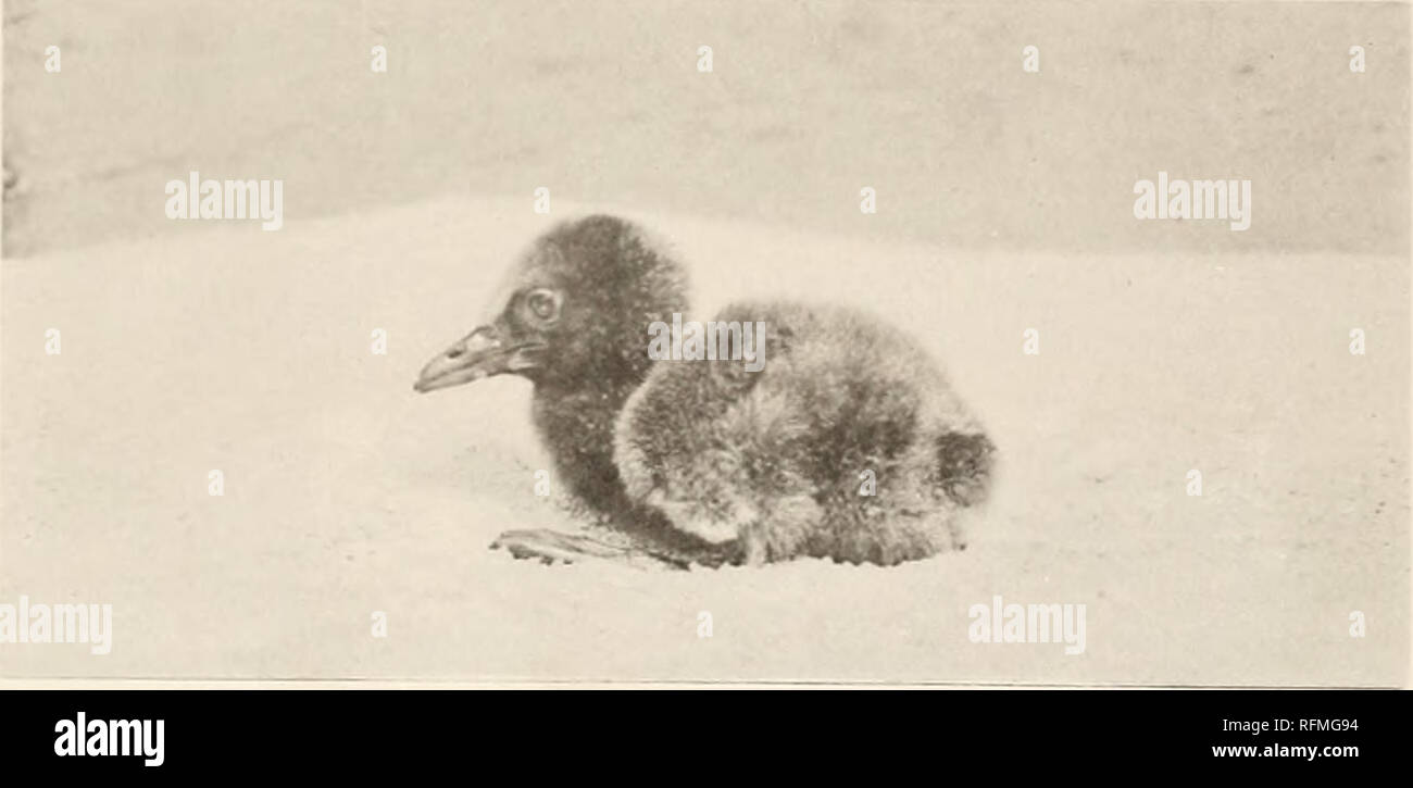 . Carnegie Institution of Washington publication. . Fig. 13.. Veuillez noter que ces images sont extraites de la page numérisée des images qui peuvent avoir été retouchées numériquement pour plus de lisibilité - coloration et l'aspect de ces illustrations ne peut pas parfaitement ressembler à l'œuvre originale.. Carnegie Institution de Washington. Washington, Carnegie Institution of Washington Banque D'Images