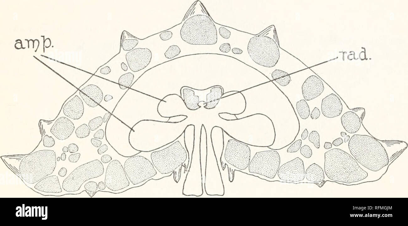 . Carnegie Institution of Washington publication. L'anatomie de Pentaceros reticulatus. (115 pol. ves.) est présent dans chaque interradius sauf la madreporic. Deux organes Tiedemann sont présents dans chaque interradius, y compris celui dans lequel le canal en pierre est situé. L'ampoule ? (A.) de la première pieds tube découlent directement de l'anneau du canal. Le canal radial (rad.) s'exécute directement Tad.. FIG. 7. Schéma de la section transversale du bras par ampoules et tubes ambulacraires. Sai.. Veuillez noter que ces images sont extraites de la page numérisée des images qui peuvent avoir été retouchées numériquement pour plus de lisibilité - colora Banque D'Images