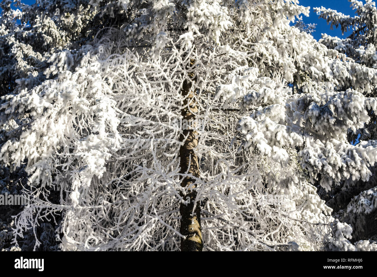 Belle neige blanc hiver paysage à la Forêt Noire en Allemagne du Sud Banque D'Images