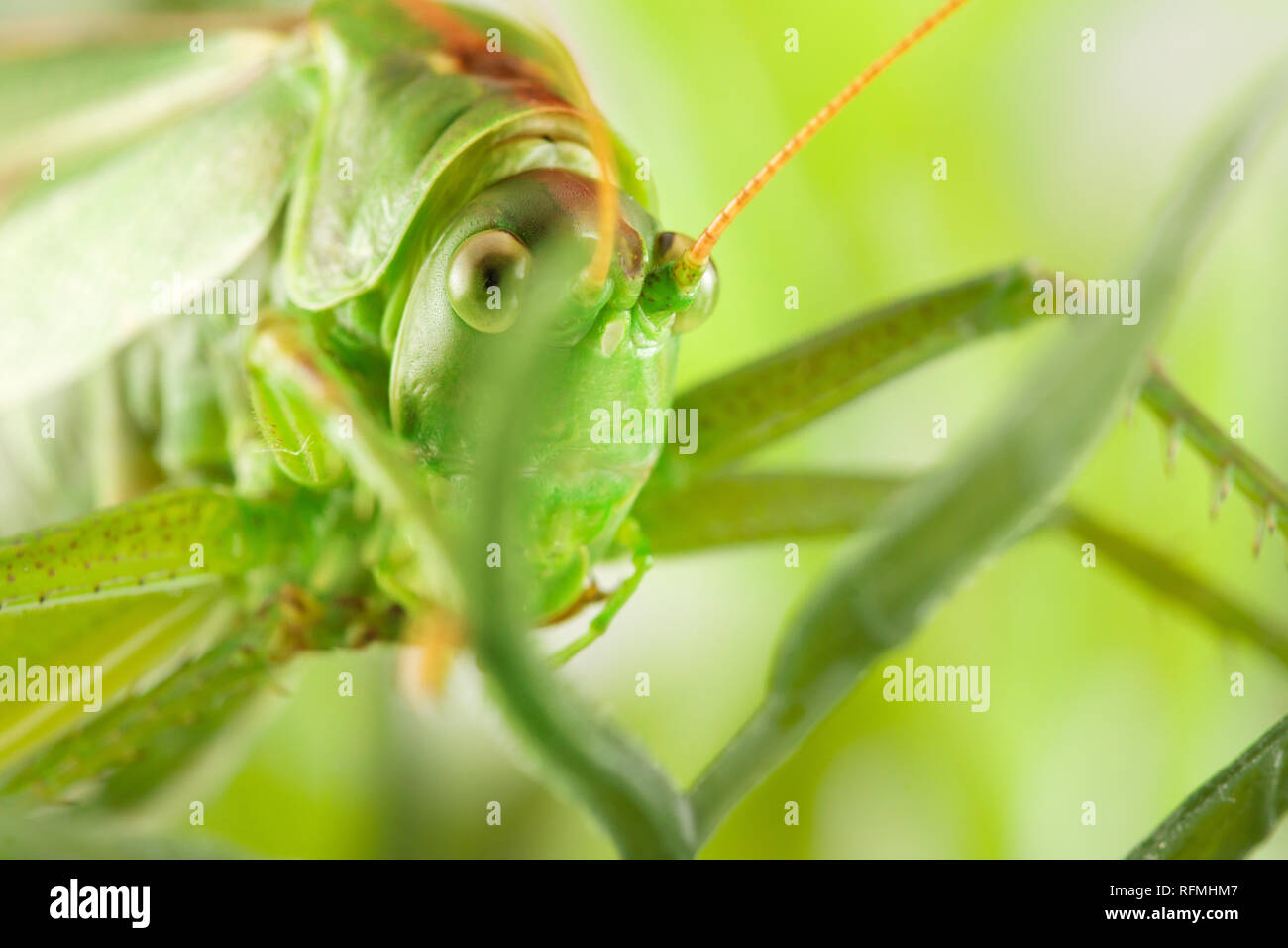 Grande sauterelle verte se cachant dans l'herbe verte Banque D'Images