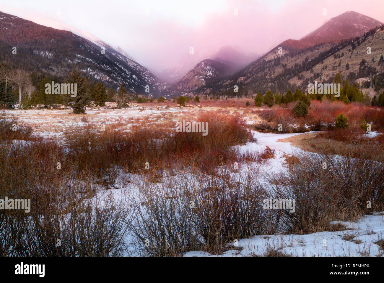 Neige fraîche et un troupeau de wapitis profitez de la matinée d'hiver dans la région de Rocky Mountain Park Banque D'Images
