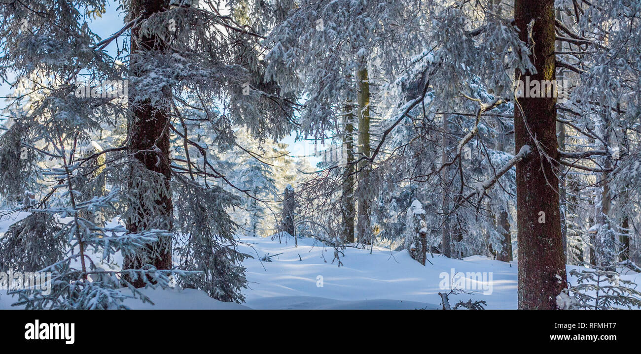 Belle neige blanc hiver paysage à la Forêt Noire en Allemagne du Sud Banque D'Images