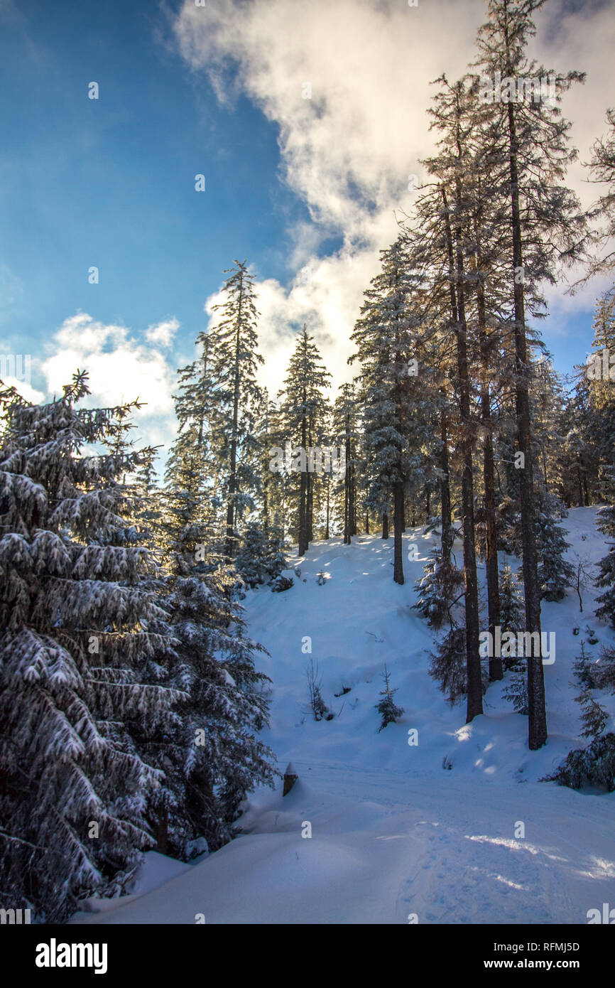 Belle neige blanc hiver paysage à la Forêt Noire en Allemagne du Sud Banque D'Images