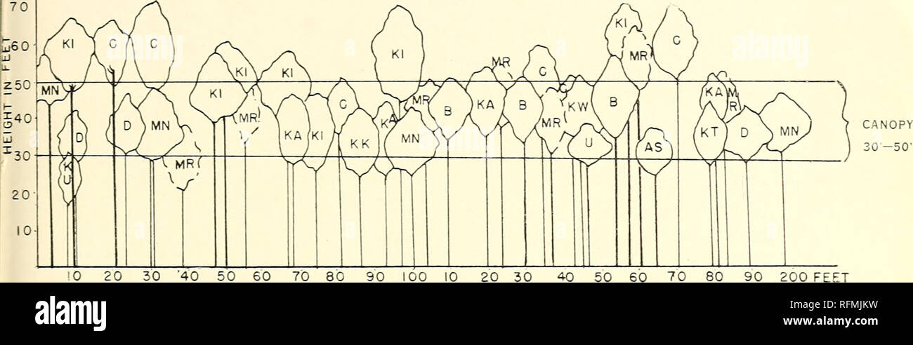 . Les Caraïbes forestier. Les forêts et la foresterie Caraïbes périodiques ; les forêts et la foresterie tropiques périodiques. Juillet - Octobre 1954 103 80. Fig. 5.-Un profil de IRYANTHERA LANCIFOLIA fades comme = Pouteria caimito Ki = IRYANTHERA LANCIFOLIA Mn = Symphonia globulifera B  = Diospyros guianensis Oxythece leptocarpa Mr Kk = = Pithecellobium gonggrijpii C  = Tabebuia insignis var. monophylla Kt = Ilex martiniana Trattinickia burserifolia U  = D  = Tapirira guianensis Ku = Matayba opaca Ka = Pradosia schomburgkiana Kw = Marlierea montana Tableau 24.-arbres de plus de 4 pouces de diamètre dans la Iryanthera lanci Banque D'Images