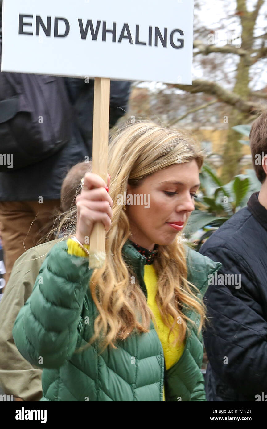 L'ancien ministre des Affaires étrangères, Boris Johnson's amie Carrie Symonds est vu holding a placard pendant la manifestation contre la chasse baleinière japonaise dans le centre de Londres. Banque D'Images