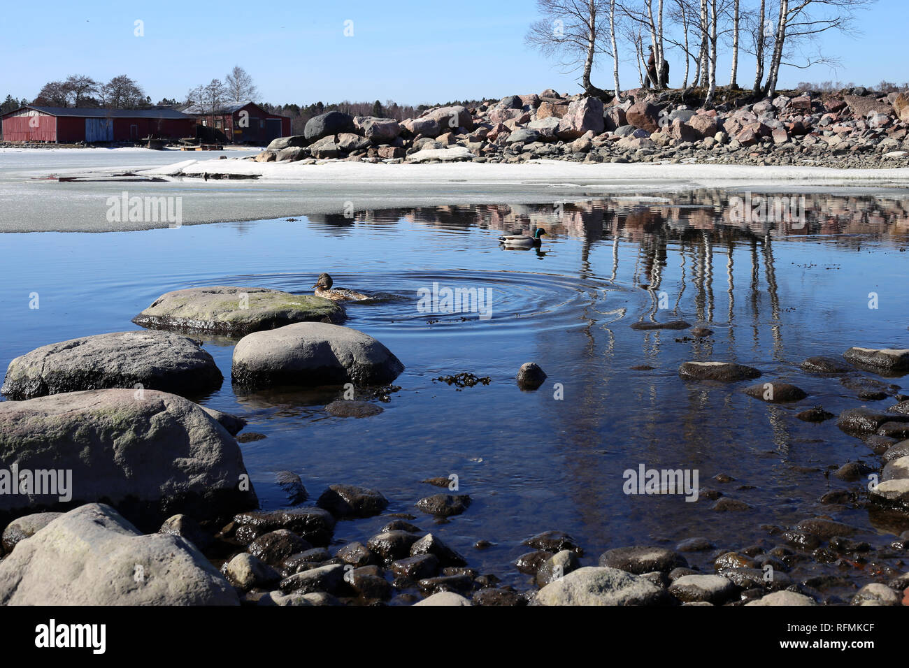 Belle journée ensoleillée en Finlande. Deux canards colverts nagent dans la mer Baltique c'est encore à moitié gelé. C'est très typique voir en Finlande. Banque D'Images