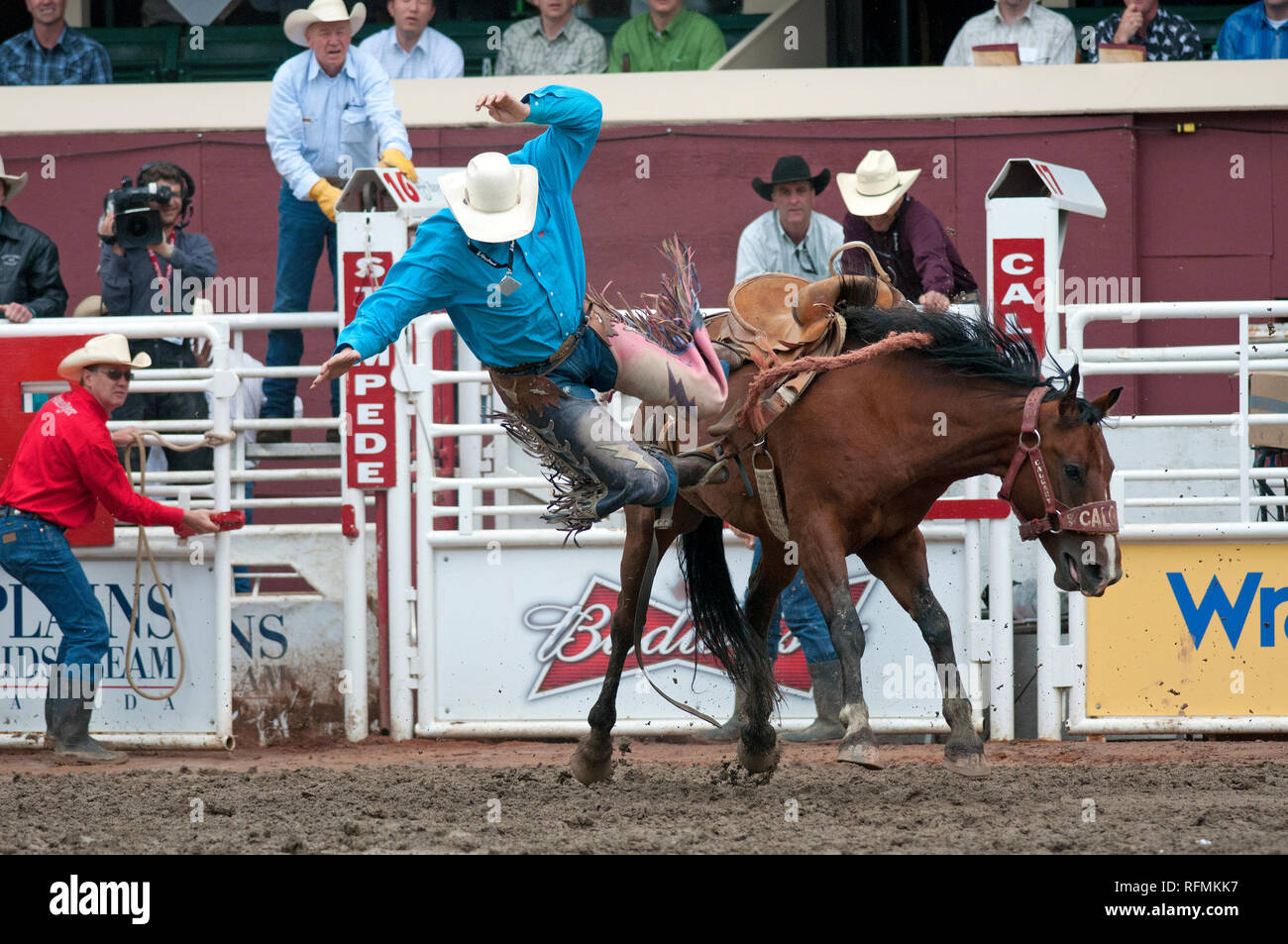 Saddle bronc race au Stampede de Calgary, Calgary, Alberta, Canada Banque D'Images
