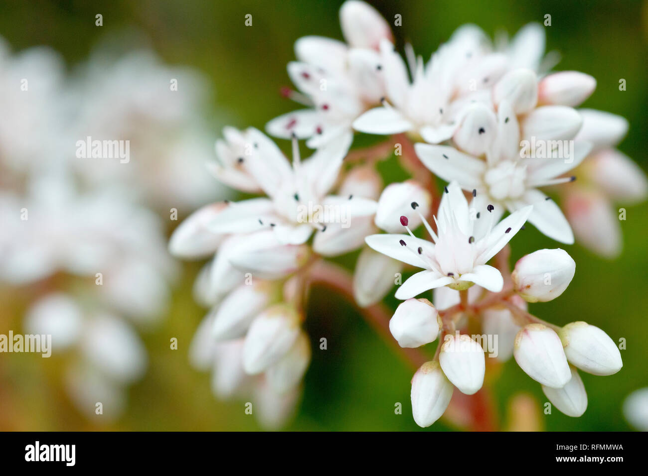 Orpin blanc (sedum album), close up d'une grappe de fleurs et bourgeons avec une faible profondeur de champ. Banque D'Images