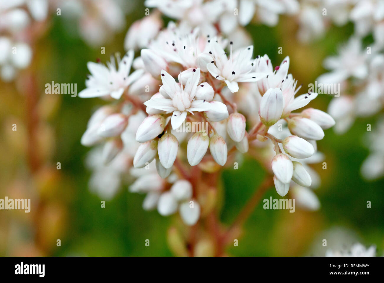 Orpin blanc (sedum album), close up d'une grappe de fleurs et bourgeons. Banque D'Images