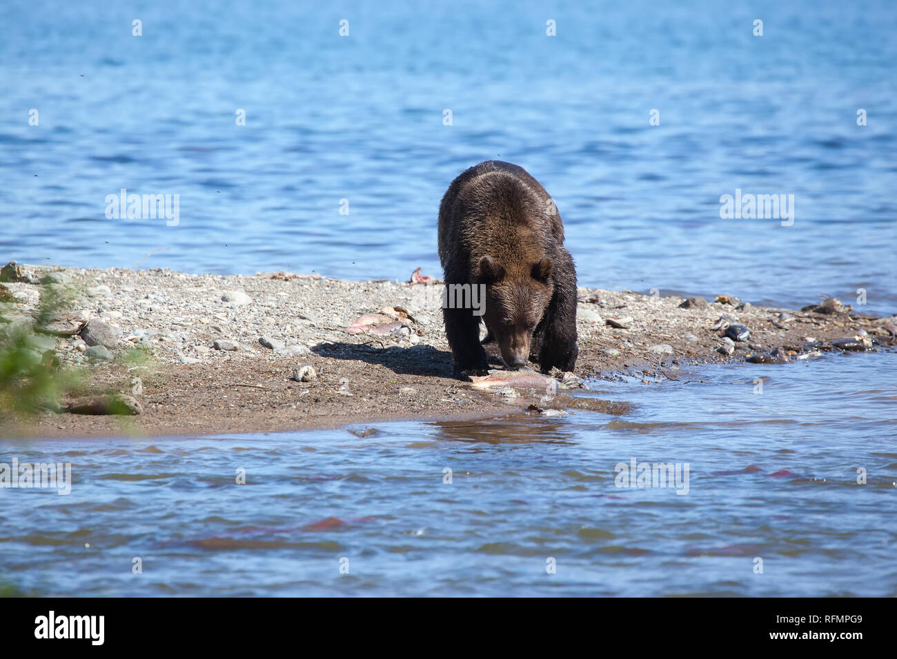 Ours brun sauvage(grizzli Ursus arctos) la pêche sur le lac d'arrière-plan. Kamchatka. La Russie. Banque D'Images