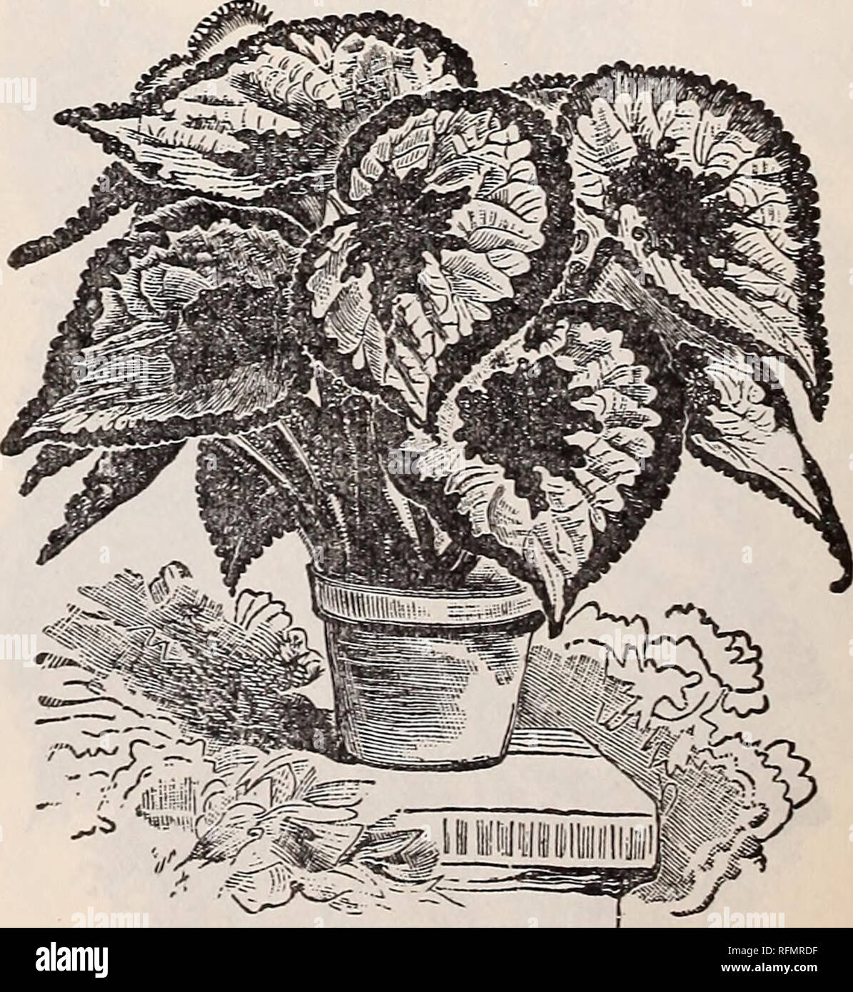 . Gems Floral. Pépinières (Horticulture) Ohio Springfield catalogues ; plantes, fleurs ornementales ; Catalogues Catalogues ; bulbes (plantes) Catalogues. Les bégonias tubéreux enracinée. Les bégonias tubéreux enracinée. (Voir l'illustration, centre de cette page.) Ce sont parmi les plus beaux de notre très "plantes fleuries d'été, la floraison tout au long de la saison. Noth- ing peut dépasser l'éclat de leurs couleurs, la délicatesse de leurs teintes, la richesse de leurs fleurs cireuses, le gorgeousness de leur effet en masses, ou leur apparence gracieuse dans les lits ou les frontières. À partir du moment où la première blossom apparaît jusqu'à ce que tous les g Banque D'Images
