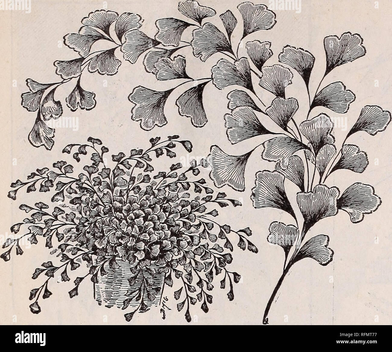 . Pour gems floral fleurs hiver : automne 1899. Pépinières (Horticulture) Ohio Springfield catalogues ; plantes, fleurs ornementales ; Catalogues Catalogues ; bulbes (plantes) Catalogues. 28 Frères McGregor, fleuristes, Springfield, Ohio.. ..Belles Fougères.. Ces belles plantes sont maintenant très généralement-cultivé. Leur grande diversité et la grâce de feuillage rendre beaucoup apprécié comme plantes pour vases, basketa ou rock, travail ou comme modèle pour les plantes ou salon d'hiver. Les garder hors de la lumière directe du soleil-, et de l'eau avec précaution, que le délicat roota situées près de la surface peut ne jamais devenir sèche. Banque D'Images