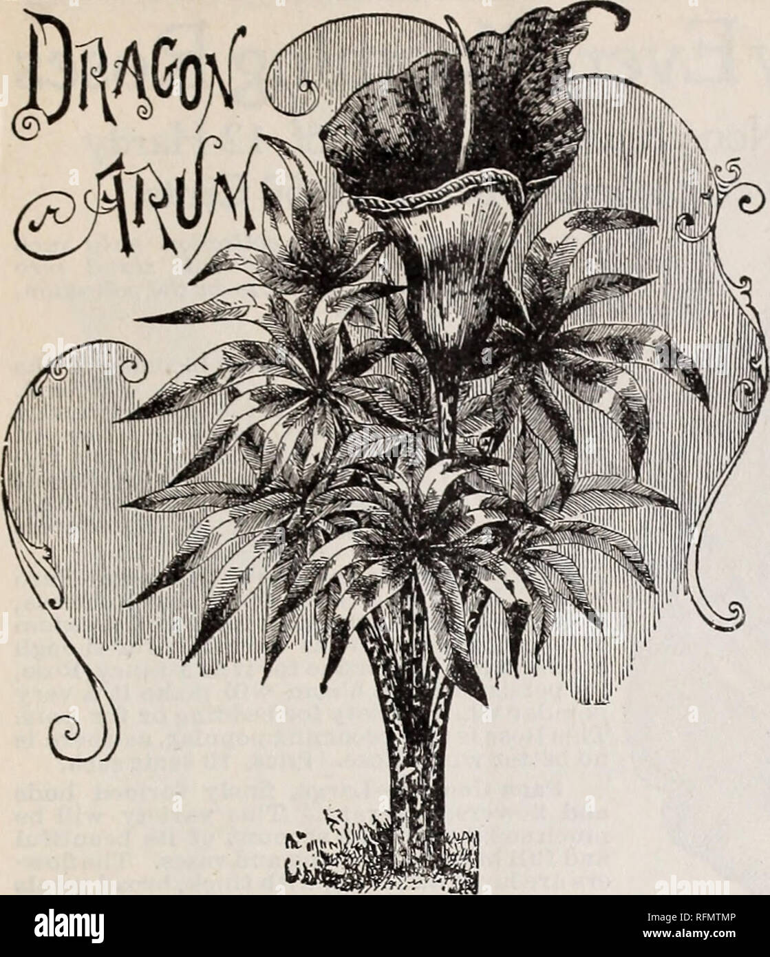 . Pour gems floral fleurs hiver : automne 1899. Pépinières (Horticulture) Ohio Springfield catalogues ; plantes, fleurs ornementales ; Catalogues Catalogues ; bulbes (plantes) Catalogues. Frères McGregor, fleuristes, Springfield, Ohio. 15. LILIUM CANDIDUM. La Vierge à l'Annonciation, ou Lily. Cette Lily est l'emblème de la pureté. Le citron profond contraste magnifiquement avec les anthères wax-comme des pétales. Le parfum est délicieux et jamais oppressante. C'est l'un des meilleurs de lys à croître Ln la maison ou à l'extérieur ; parfaitement hardy. Prix, 15 cents chacun ; quatre pour 50 cents. Lilium Speciosum rubrum. Lancifolium. Grand wi Banque D'Images