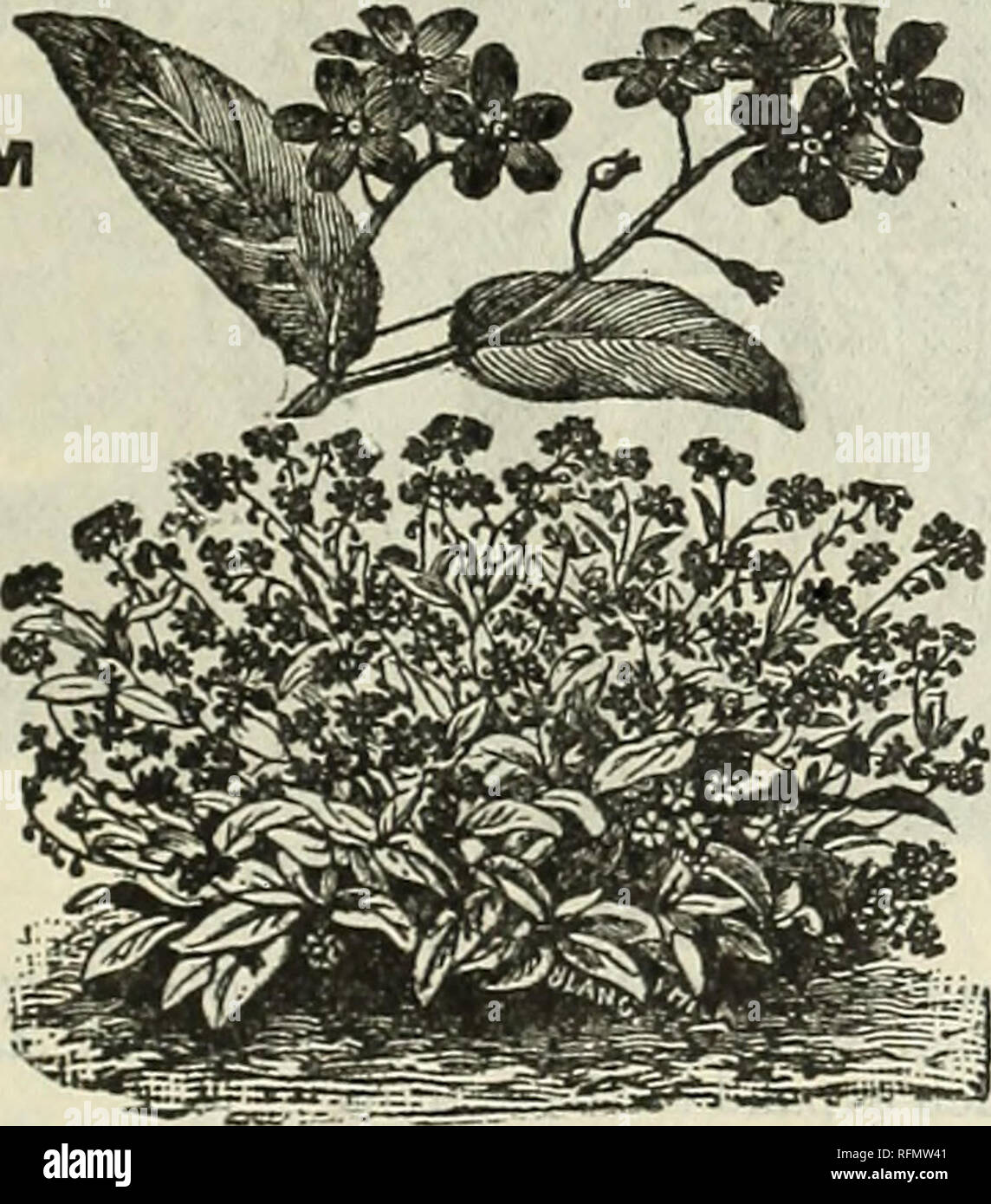 . Leonard's catalogue de semences &AMP ; outils : 1899. Chicago Illinois pépinière ; catalogues de graines de fleurs, graines de légumes Catalogues Catalogues Catalogues ; instruments agricoles. Luffa.-[Dish-Rao ou Bonnet Gourd ] un parc naturel et souhaitable pour lave-linge est fourni par l'enveloppe du fruit, qui est poreux, spongieux, très difficile, élastique et résistant. Beaucoup préfèrent ce lave-linge pour tout. Balancier.-facilement prêts à utiliser comme le cincle plongeur, et durer des années, d'une capacité de un litre à 1,5 litres. Club Hercules.-Club, en forme de 4 pieds de long. Bar d'Apple.-petit, jaune, magnifiquement stri Banque D'Images