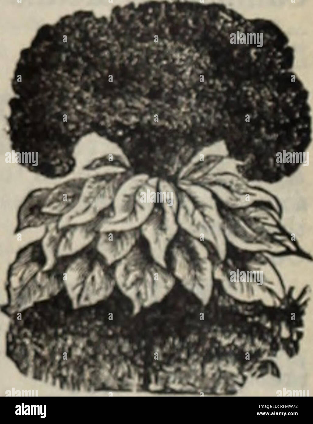 . Leonard's catalogue de semences &AMP ; outils : 1899. Chicago Illinois pépinière ; catalogues de graines de fleurs, graines de légumes Catalogues Catalogues ; instruments agricoles Catalogues. dreds jaune-clair de pouces de diamètre. Mixed-AU couleurs. fleurs, 2 CALESDIXA ORIOLE. CALENDULA. rs. Bloom* ind placé ce a été un favori pour beaucoup de oui de juin jusqu'au gel. Si à l'automne en pot dans une fenêtre ensoleillée, fleurit tout l'hiver. Meteor Calendula-Double, magnifiquement rayé. -Le meilleur de l'Oriole, Calendula connu de très grandes fleurs doubles, sont indescriptibles, riche et rayonnante, dans les tons jaune doré brillant, wonde Banque D'Images