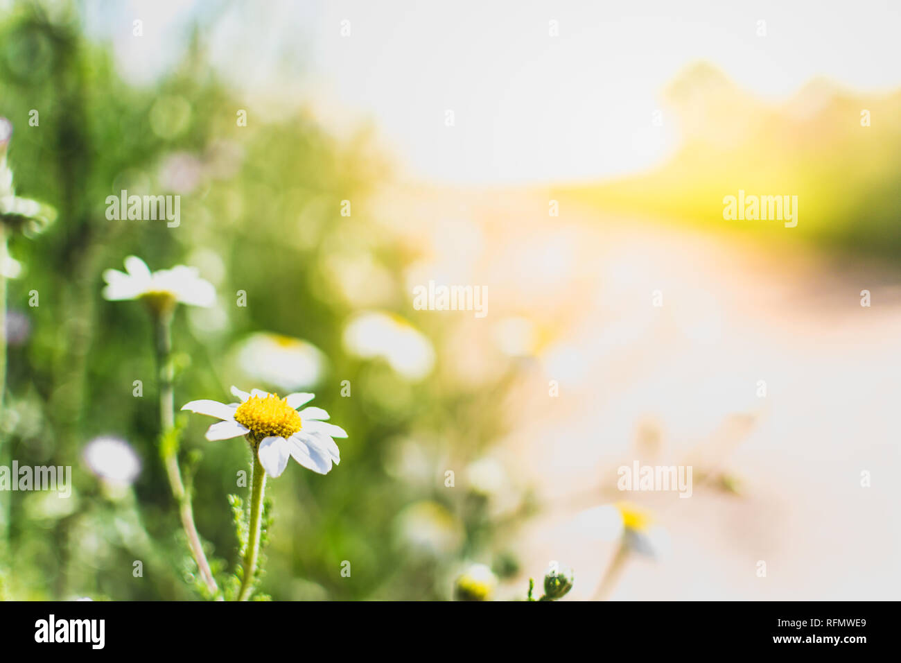 Fleurs Daisy par un chemin. Arrière-plan de printemps. Printemps détente concept chemin à pied Banque D'Images