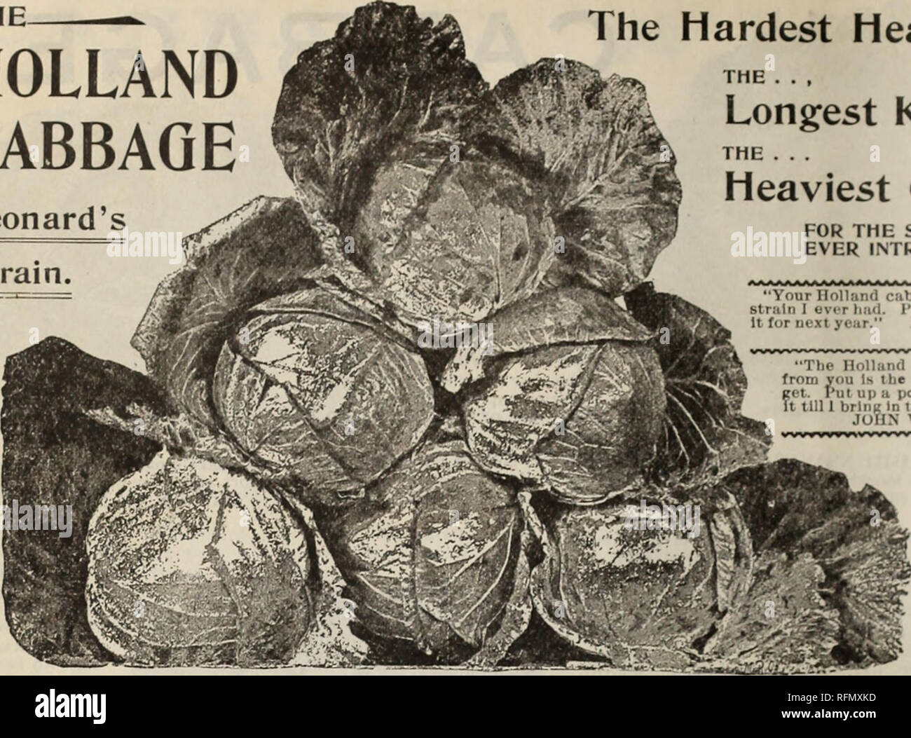 . Leonard's catalogue de semences &AMP ; outils : 1899. Chicago Illinois pépinière ; catalogues de graines de fleurs, graines de légumes Catalogues Catalogues Catalogues ; instruments agricoles. 22 8. F. LEONARD, Chicago, "semences de légumes. L'HOLLAND Leonard's chou souche. Le plus dur en-tête. Le . La plus longue , Keeper. Le . .. Le CHOU LE PLUS LOURD POUR LA TAILLE OH CHEF jamais présenté. "Votre Hollande est le meilleur de la graine du chou la souche I jamais eu. Je suis moi une livre de zéro pour l'année prochaine." 1 !. 1'. IHUiKK. Ho-. 11)11. 111. "La graine du chou Holland je acheter de vous est la seule maquette sûr je peux ?et. Mettre en place Banque D'Images