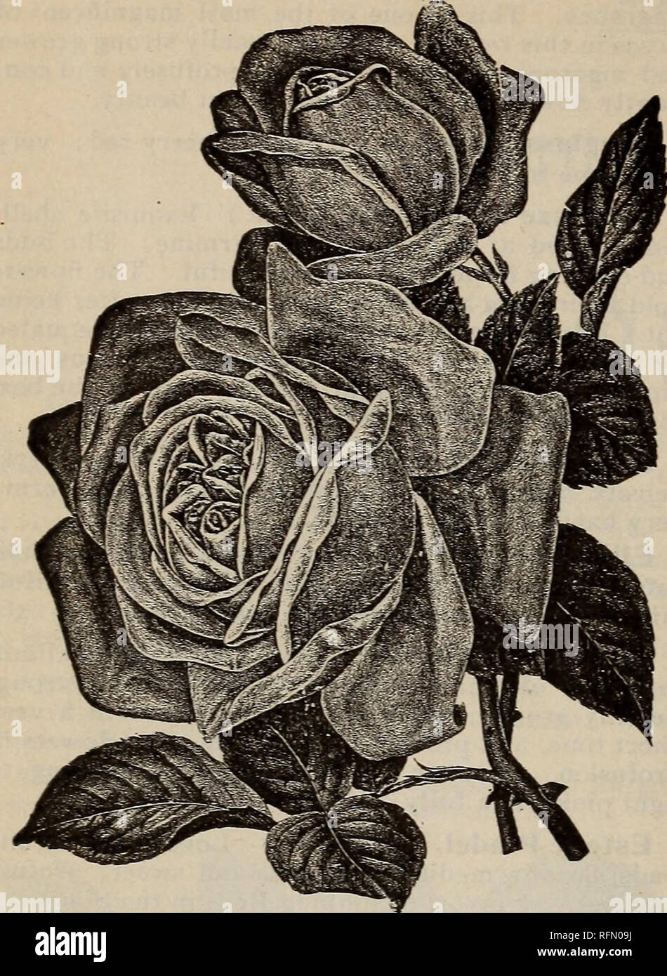 . Glen St. Mary forestières : 1899. Pépinières (Horticulture) Floride Glen Saint Mary ; Catalogues Catalogues des plants des arbres de fruits ; fruits ; Catalogues Catalogues d'arbres ; les plantes ornementales, les catalogues. CLEN 42 ST. MARY FORESTIÈRES.. LOUIS PHILIPPE. James Sprunt. j'Escalade Bengale.) de profondeur, fleurs rouge cerise, très plein, doux et double. La plus satisfaisante de l'obscurité-Everblooming rouge variétés dans cette section. Les fleurs conservent pendant une très longue période en parfait état. C'est un grimpeur modérée, fait un bon pilier Rose, et bien que pas aussi abondantes que certains, l'exceptionnelle bril- liant et beautifu Banque D'Images