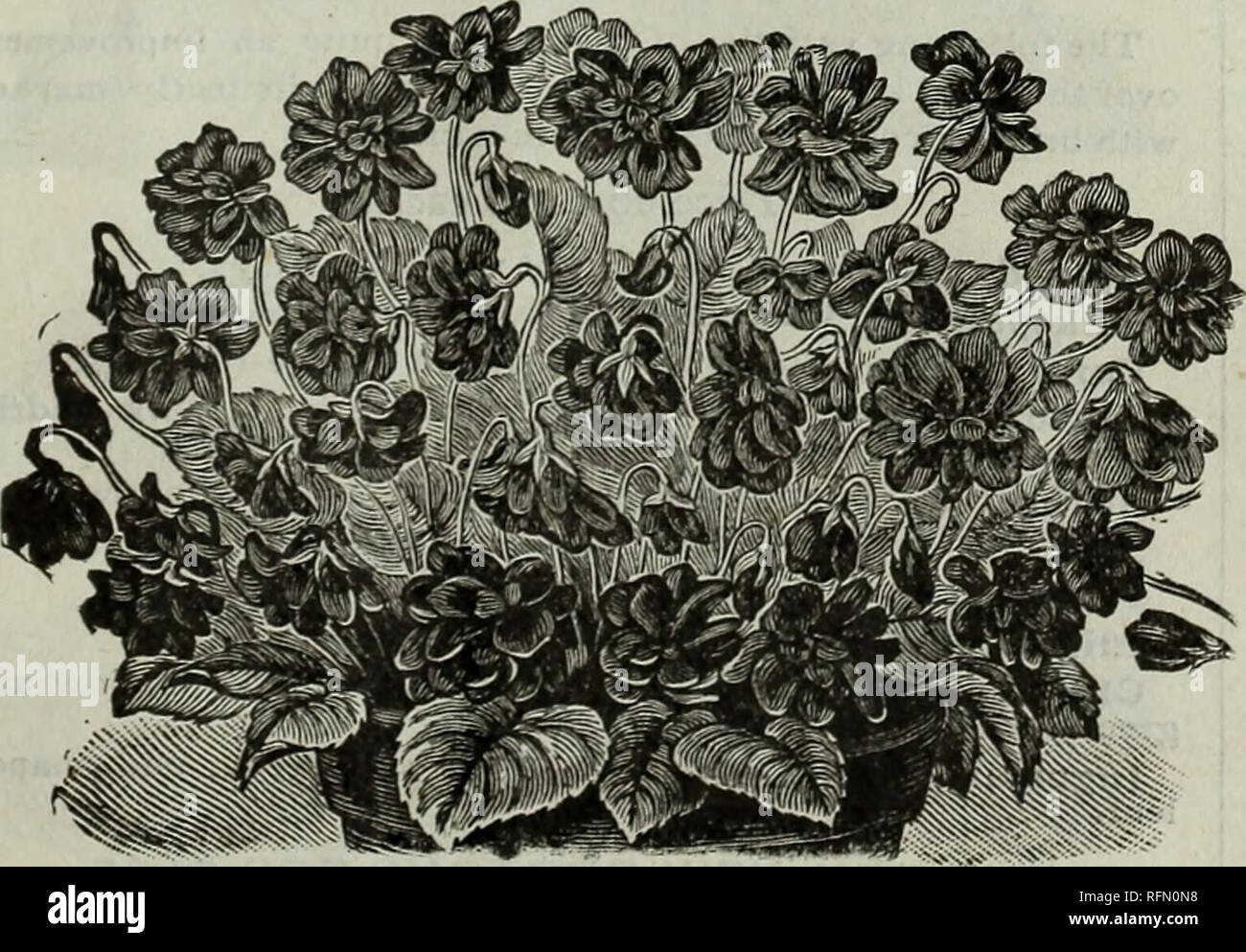 . Beautés florales. Pépinière Ohio Springfield catalogues ; graines de fleurs ; Catalogues Catalogues d'arbustes d'ornement ; Plantes, catalogues. VIOLET, DAME HUME CAMPBELL. Fleurs de lune. L'Hardy Day-Blooming Lune Fleur, Ipomoea Pan- durée approximative. C'est une des plus courant-cultiver la vigne en cul- tivation, avoir- un grand racines tubéreuses qui est parfaitement hardy au Minnesota et au Canada. Les fleurs, qui sont très grandes, sont un pur, blanc satiné, avec une gorge pourpre rosâtre, dégradé plus profondément dans le tube. Les fleurs sont habituellement de quatre pouces de diamètre eter-parfois atteindre un diamètre de cinq ou six pouces. Banque D'Images